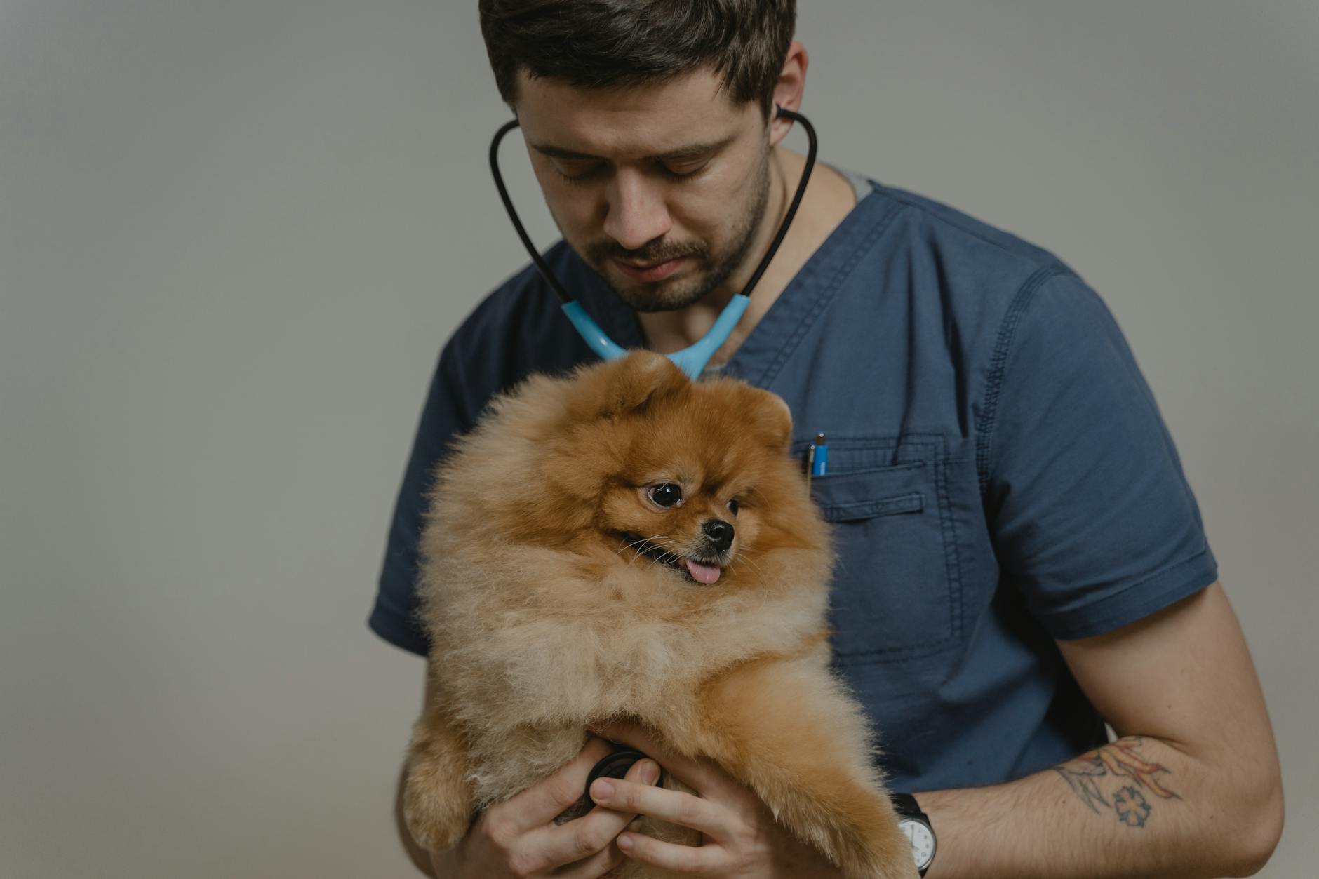 Veterinarian using stethoscope to examine a pet